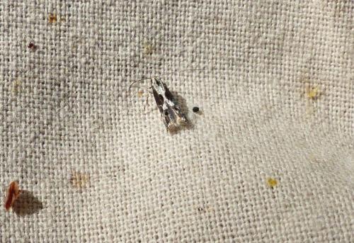 Blastodacna hellerella
